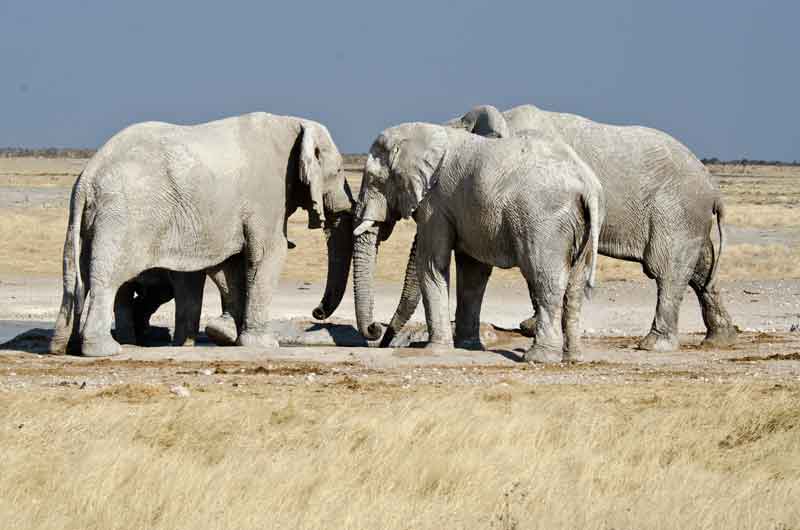 62 - Namibia - elefantes en el barro - parque nacional de Etosha
